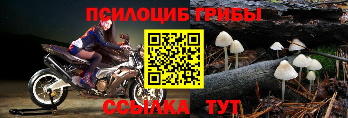 Псилоцибиновые грибы Psilocybe  Вход с VPN  где найти   Саки 